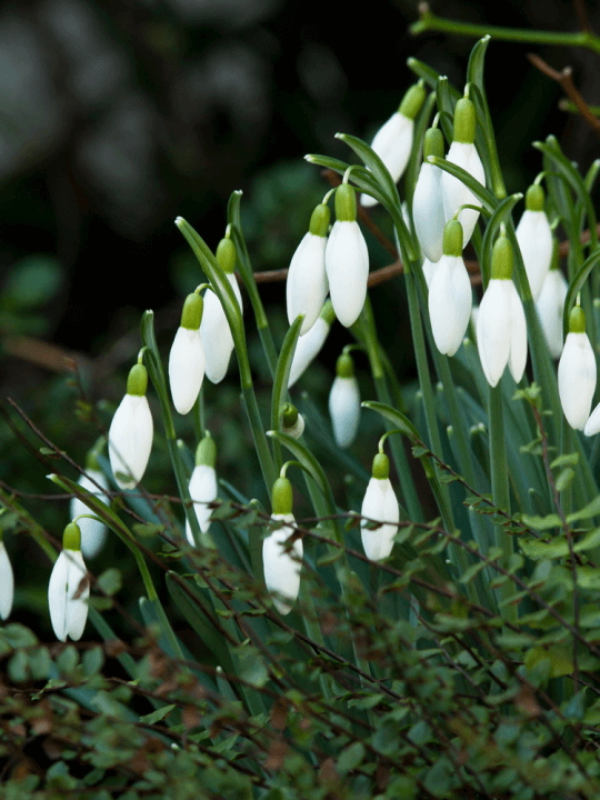 Galanthus nivalis